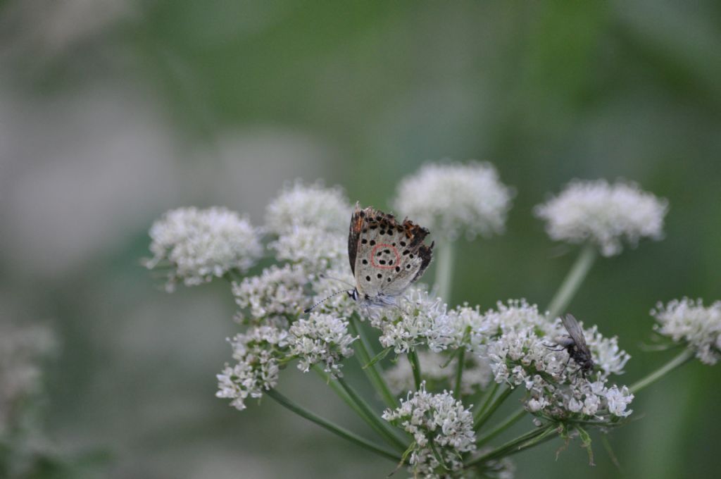 Una conferma Lycaena thersamon (Lycaenidae)? No, Lycaena tityrus